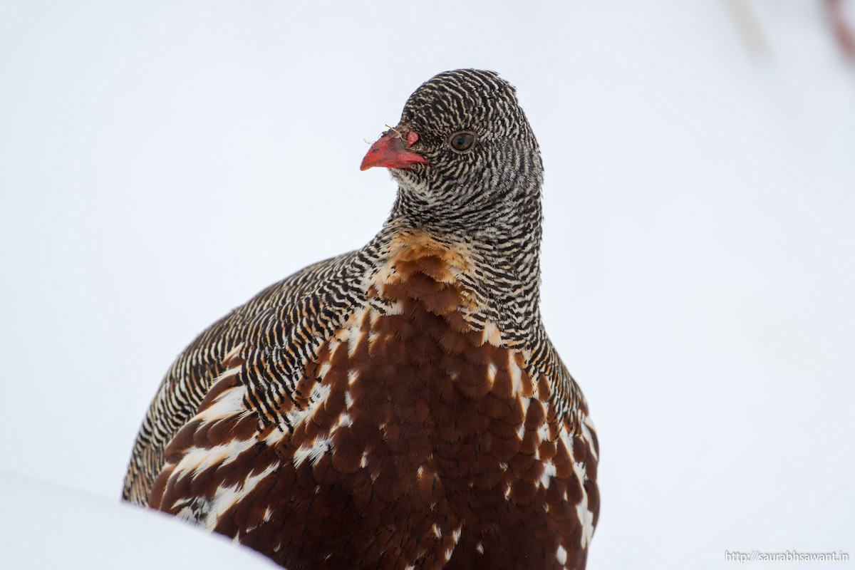 Snow Partridge - ML89092021