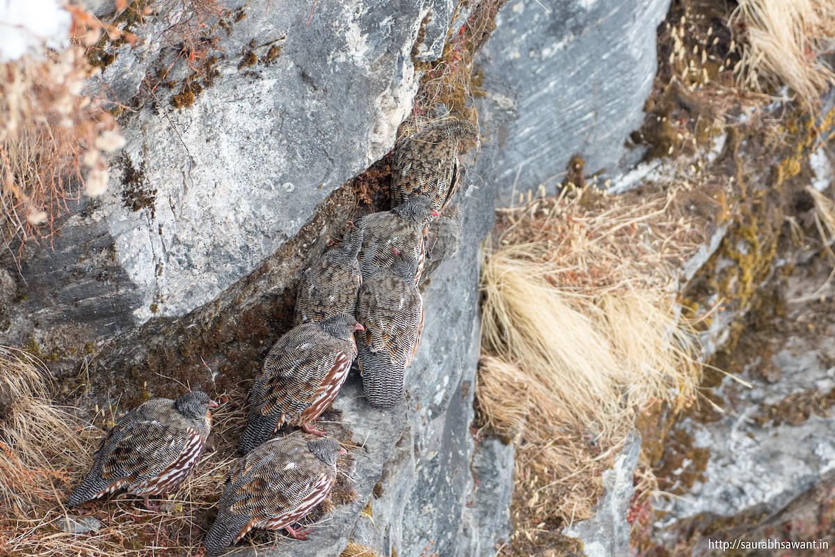 Snow Partridge - ML89092041