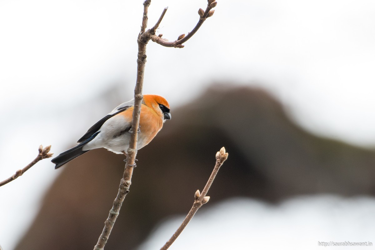 Red-headed Bullfinch - ML89092061