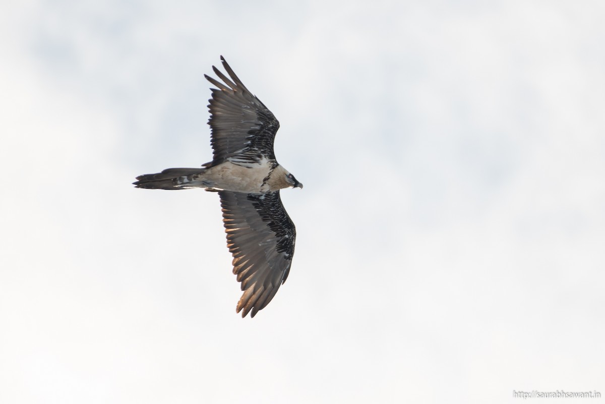 Bearded Vulture - ML89092221