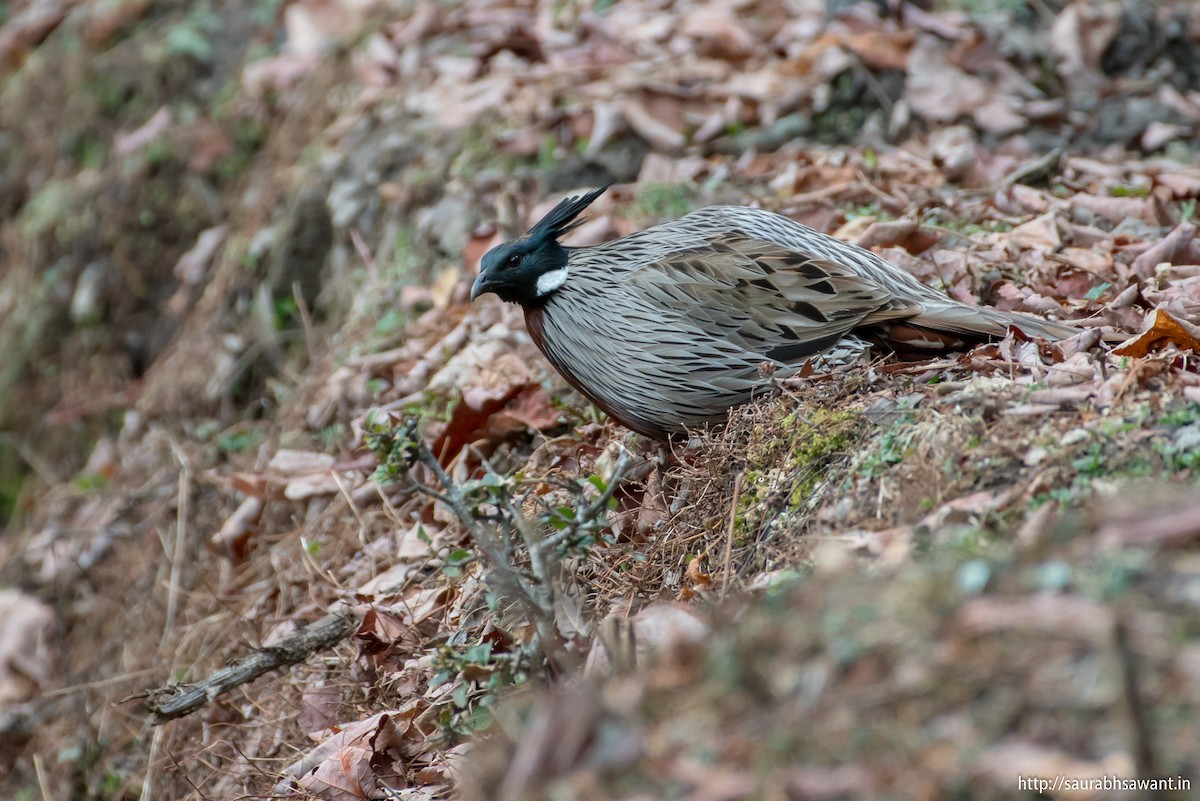 Koklass Pheasant - ML89092471