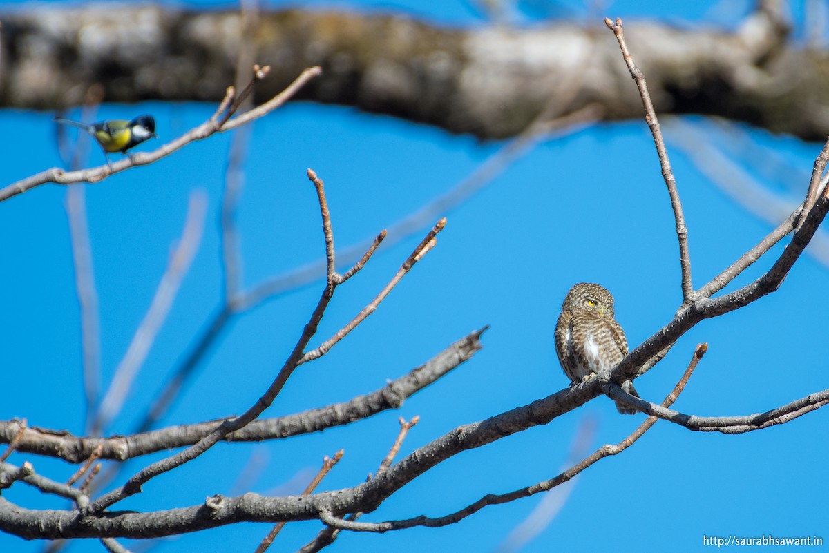 Collared Owlet - ML89092551