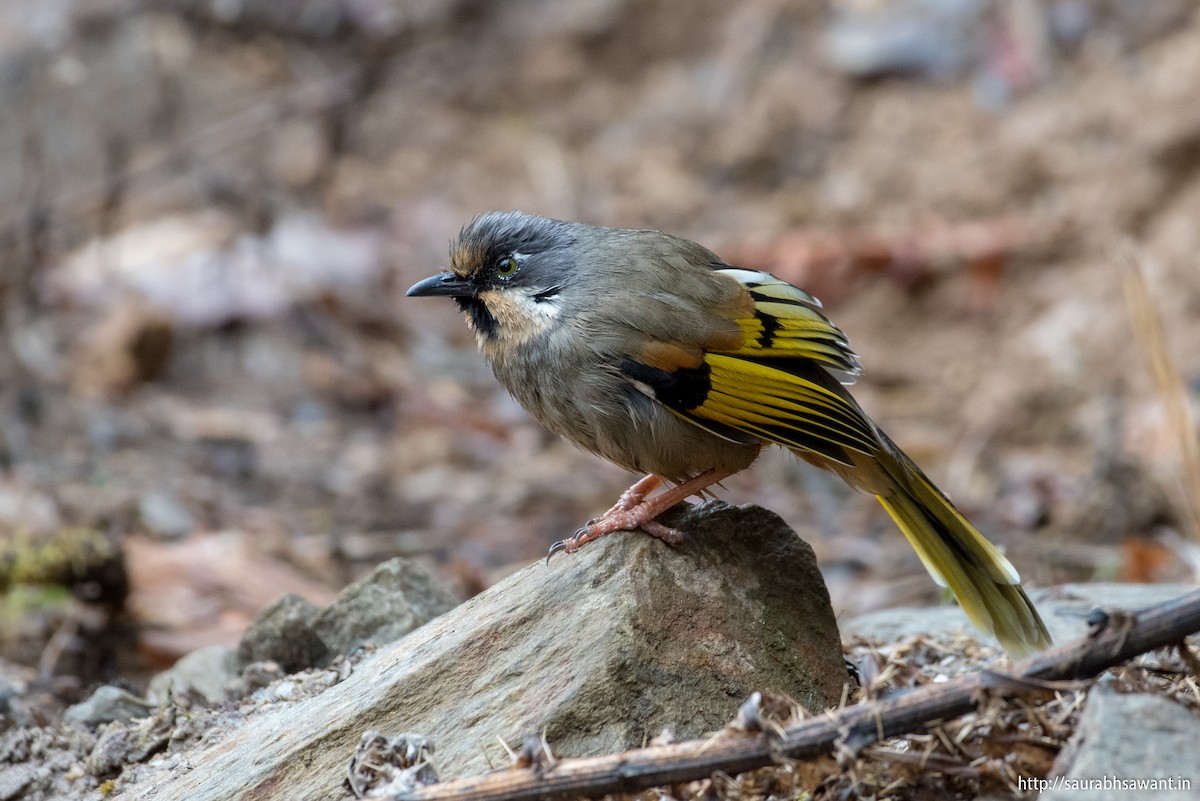 Variegated Laughingthrush - Saurabh Sawant