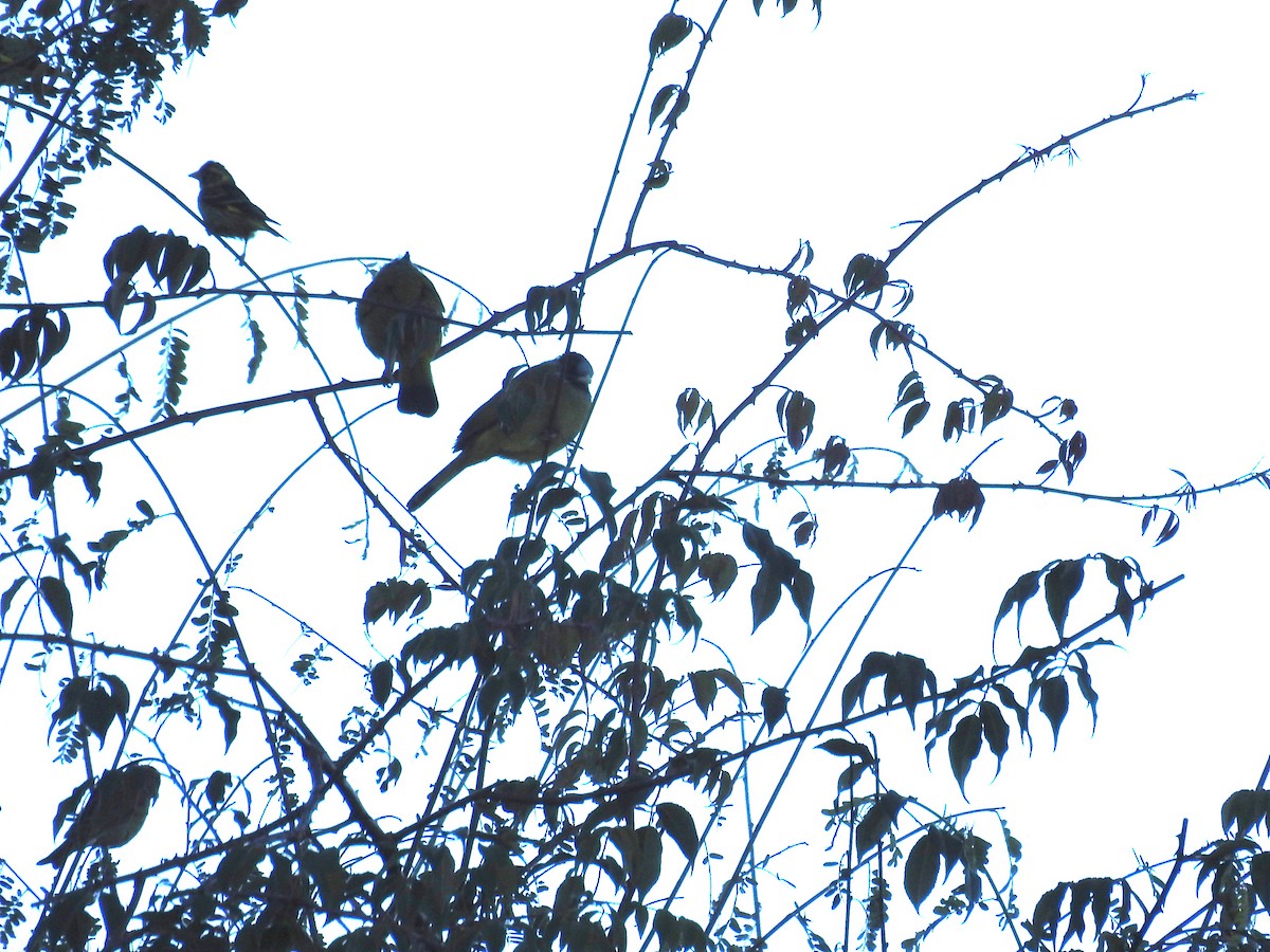 Crested Finchbill - ML89094171