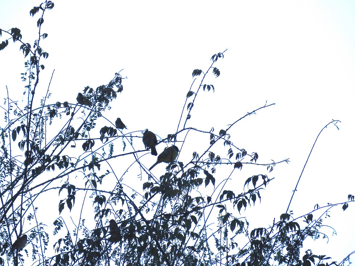 Crested Finchbill - ML89094221