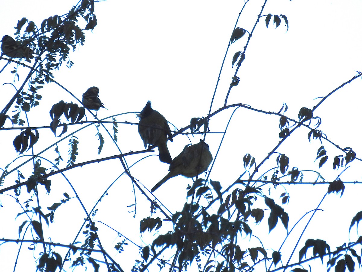 Crested Finchbill - ML89094231