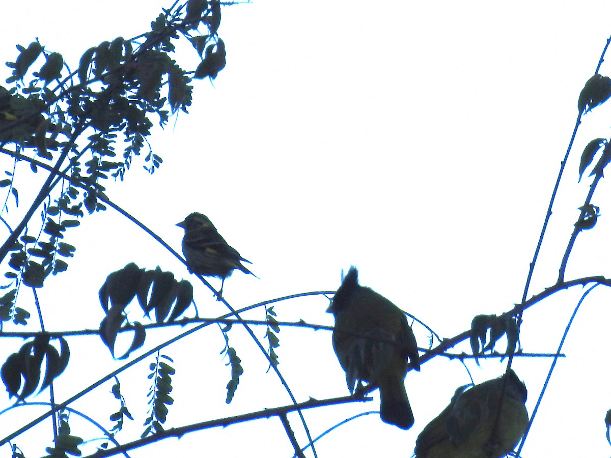Yellow-breasted Greenfinch - ML89094261