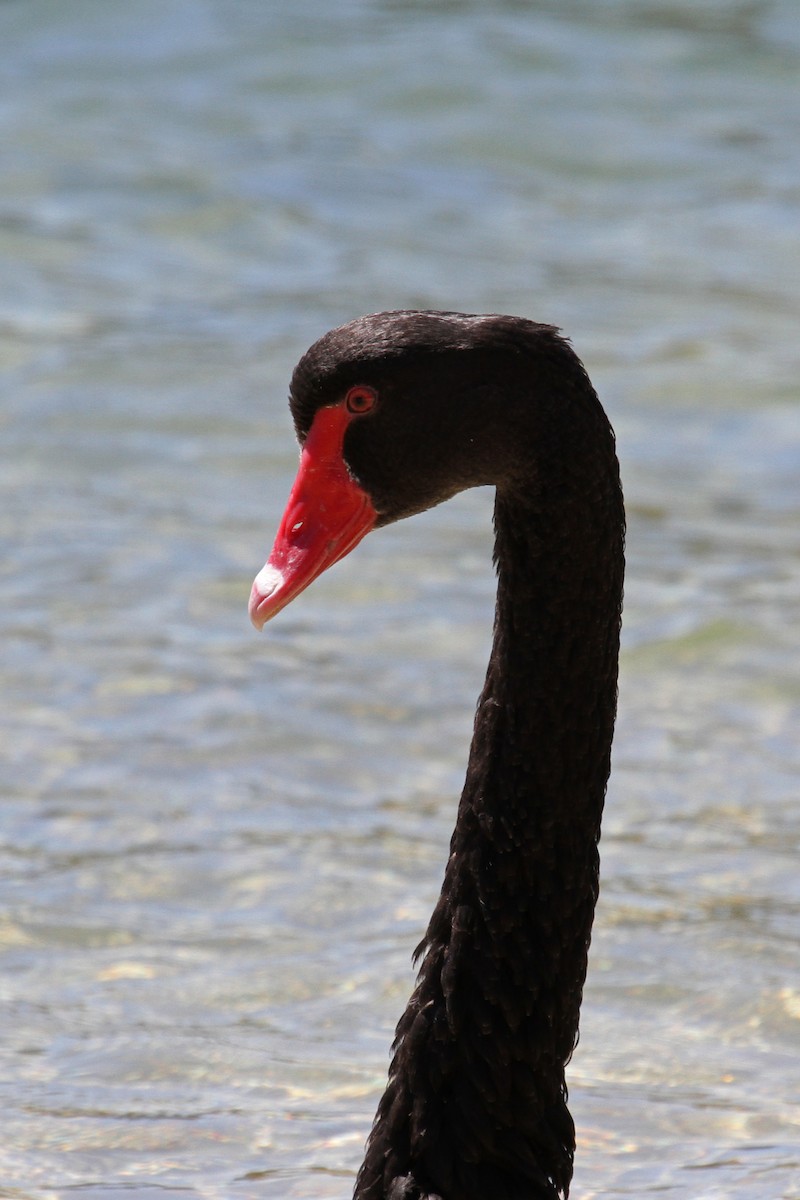 Black Swan - Margot Oorebeek