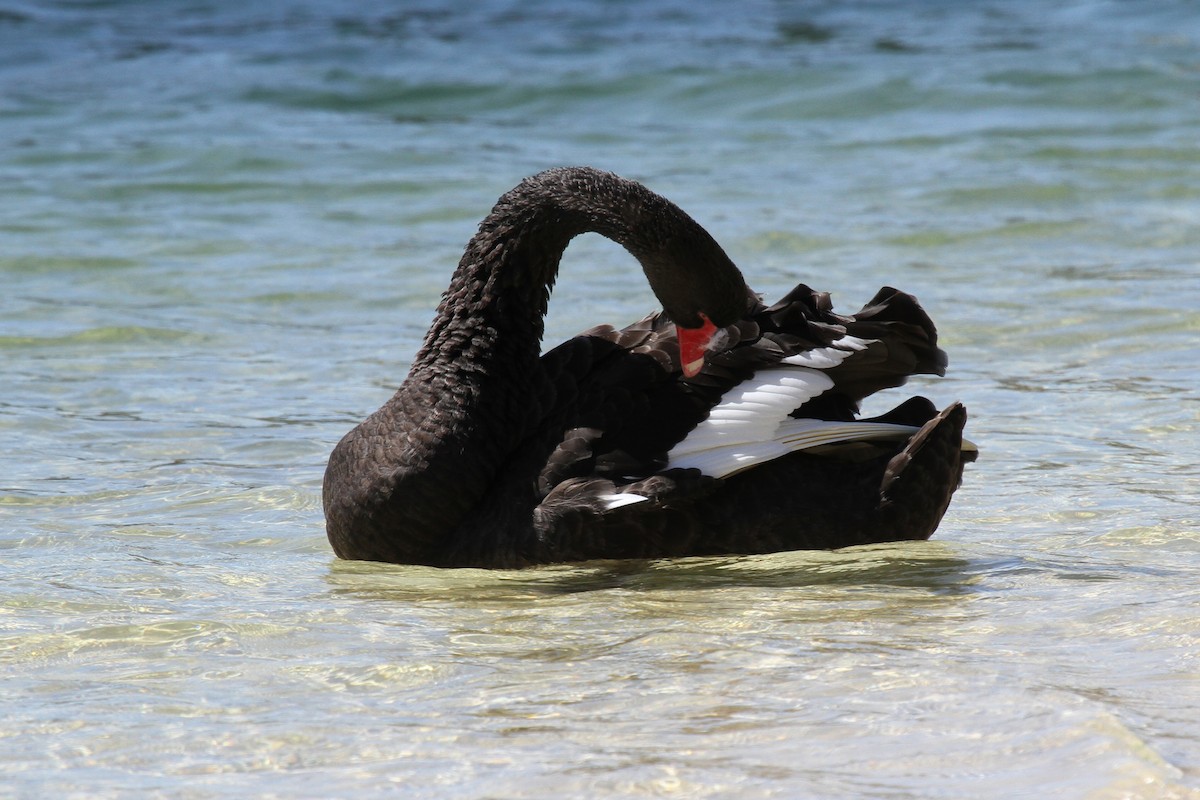 Black Swan - Margot Oorebeek