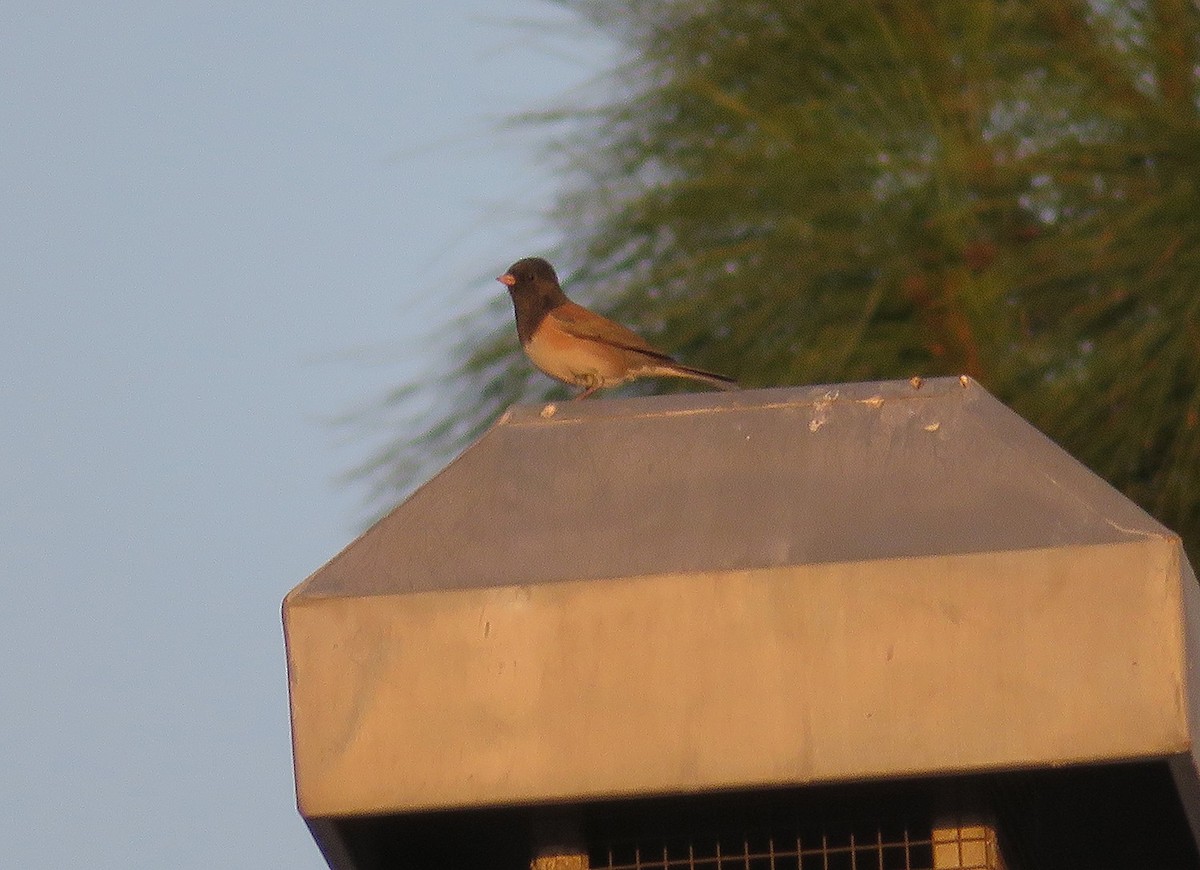 Dark-eyed Junco - ML89096991