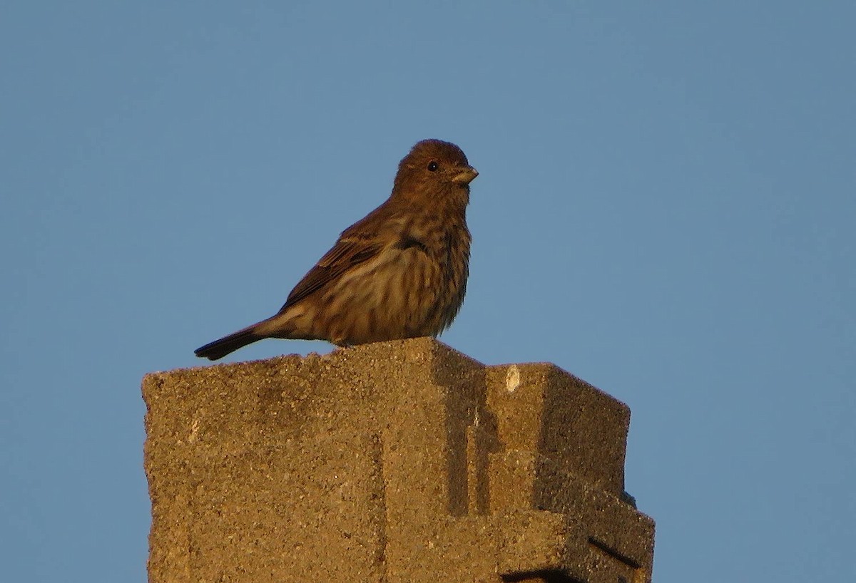 House Finch - ML89097001