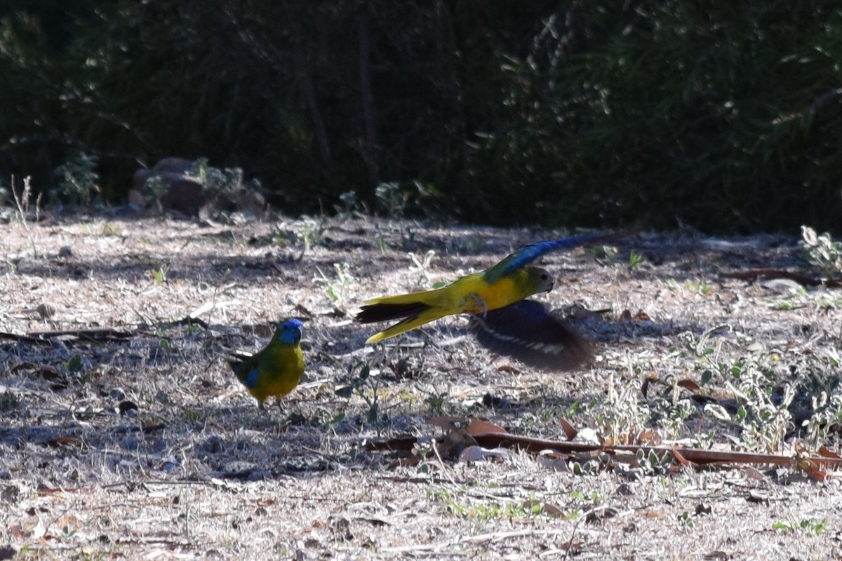 Turquoise Parrot - ML89097011