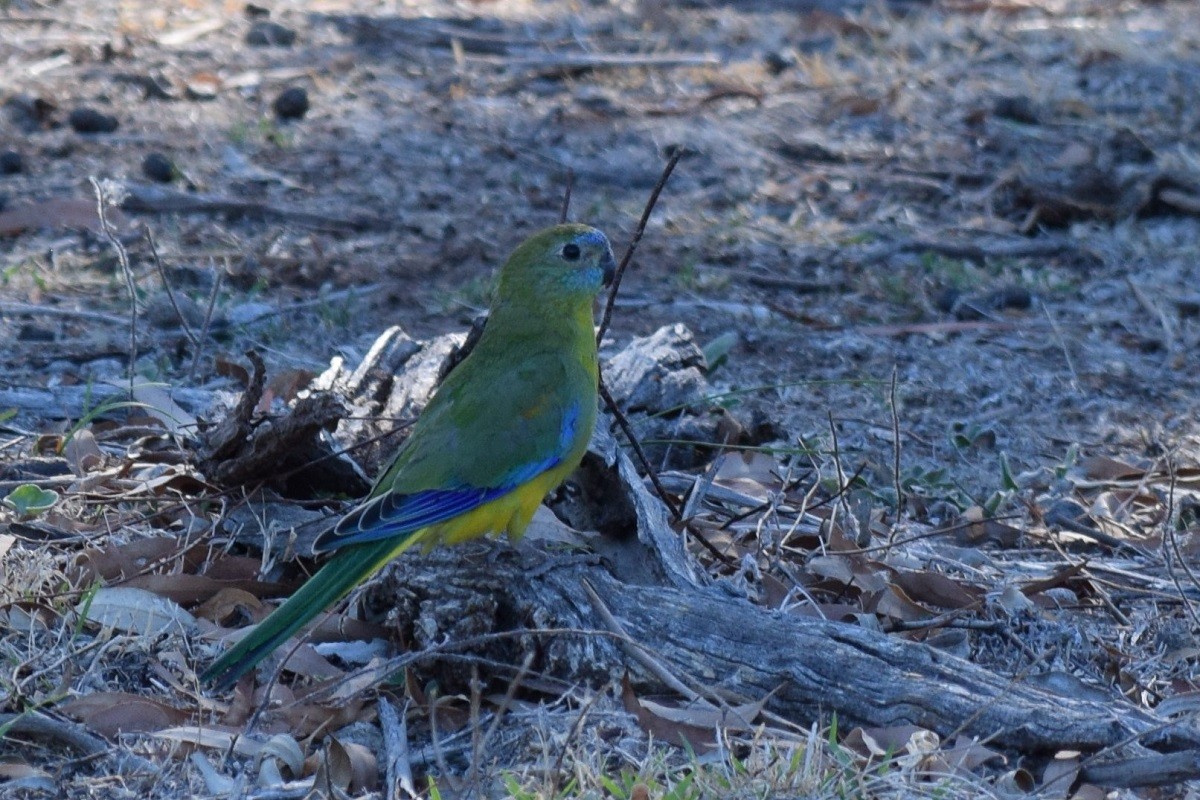 Turquoise Parrot - ML89097021