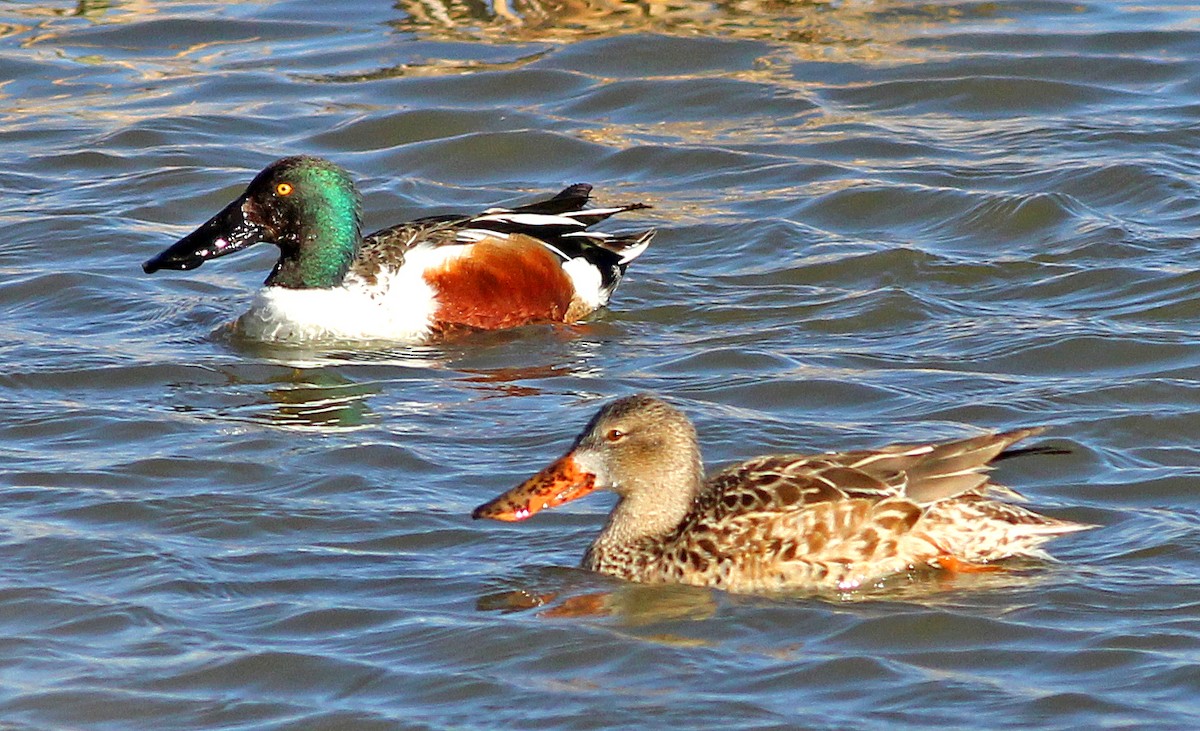 Northern Shoveler - Tom Gannon