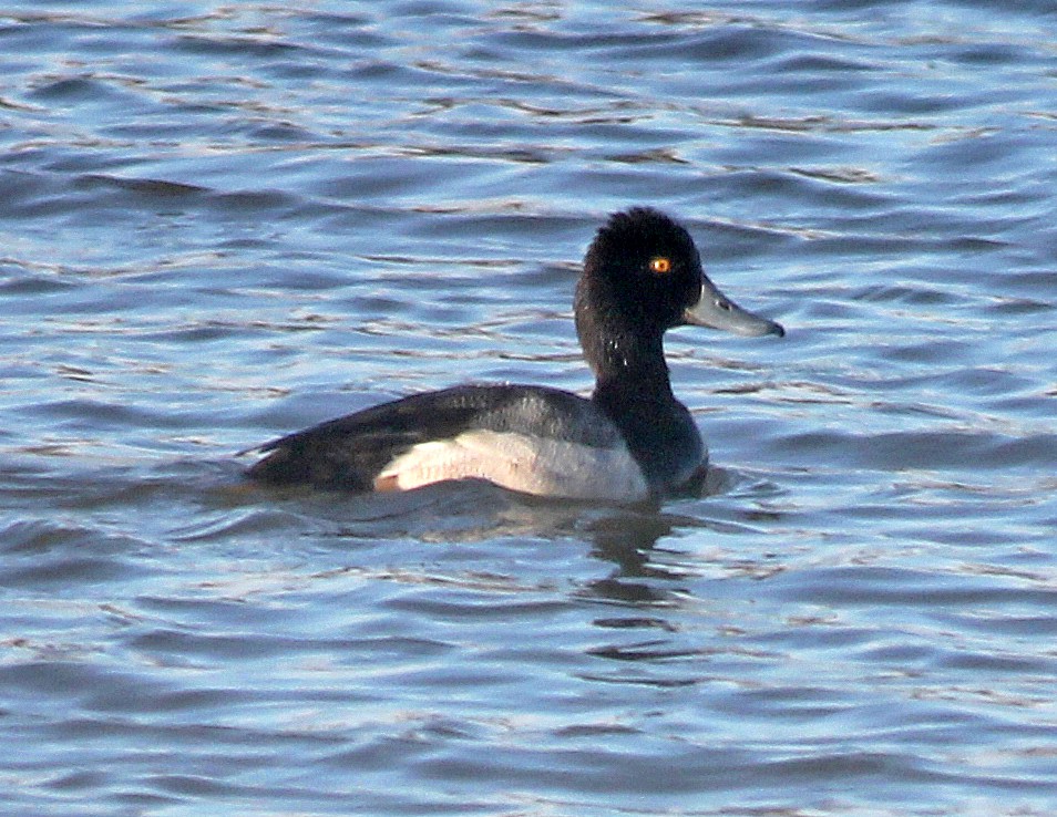 Lesser Scaup - ML89099431