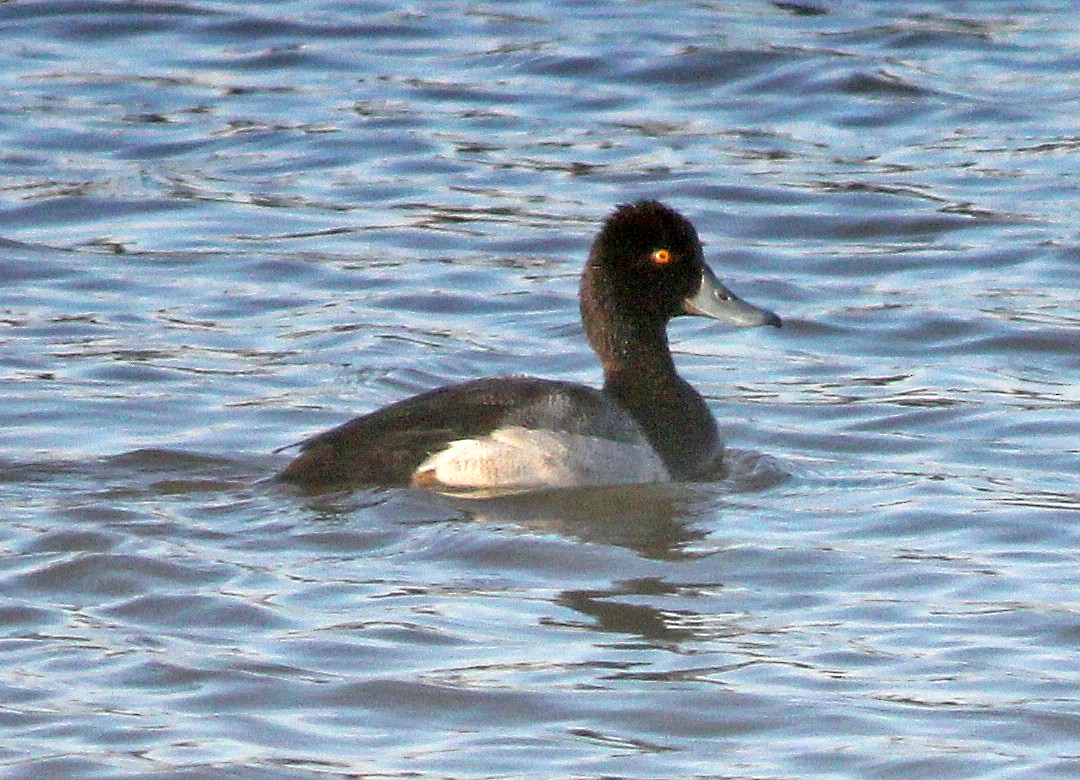 Lesser Scaup - ML89099441