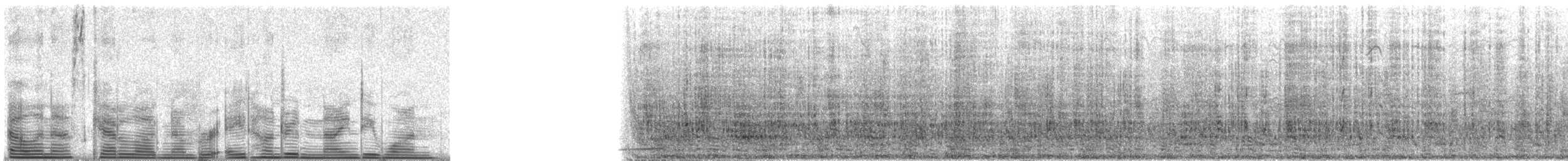 tučňák skalní - ML891