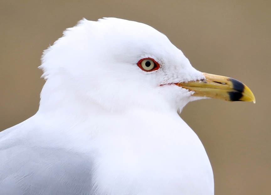 Ring-billed Gull - ML89101281