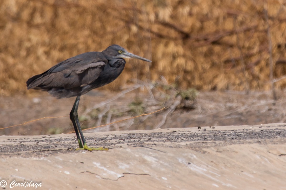 Western Reef-Heron - ML89101651