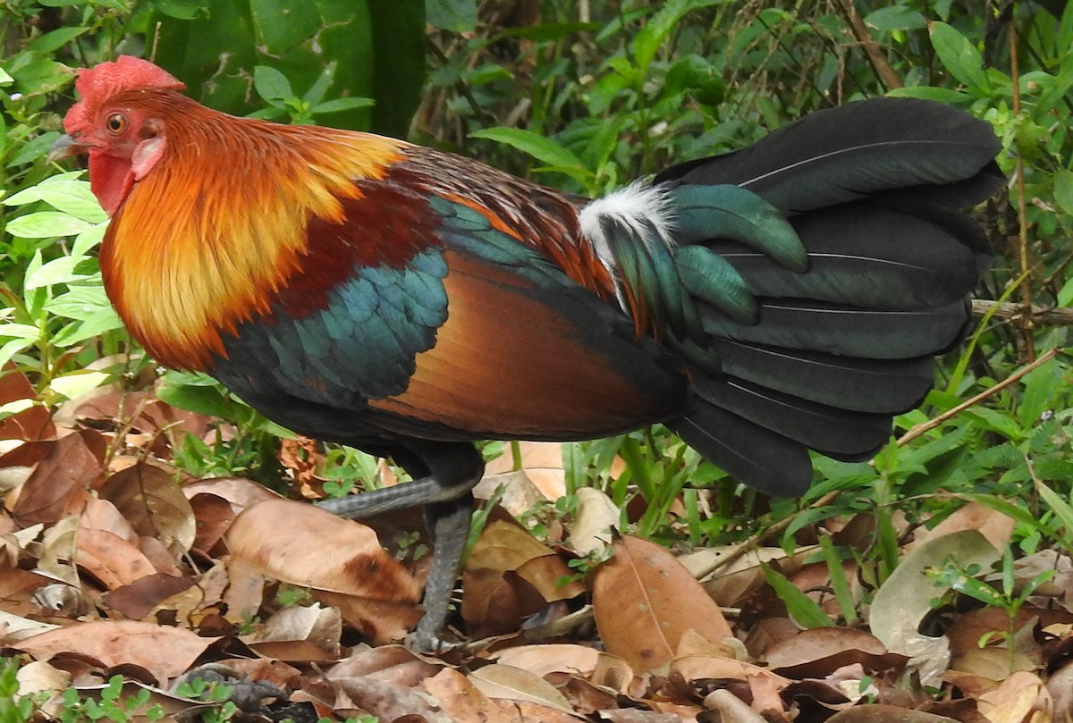 Red Junglefowl - Michael Grunwell