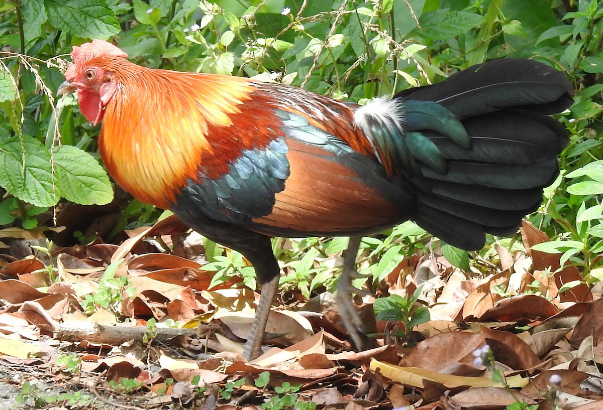 Red Junglefowl - ML89102651