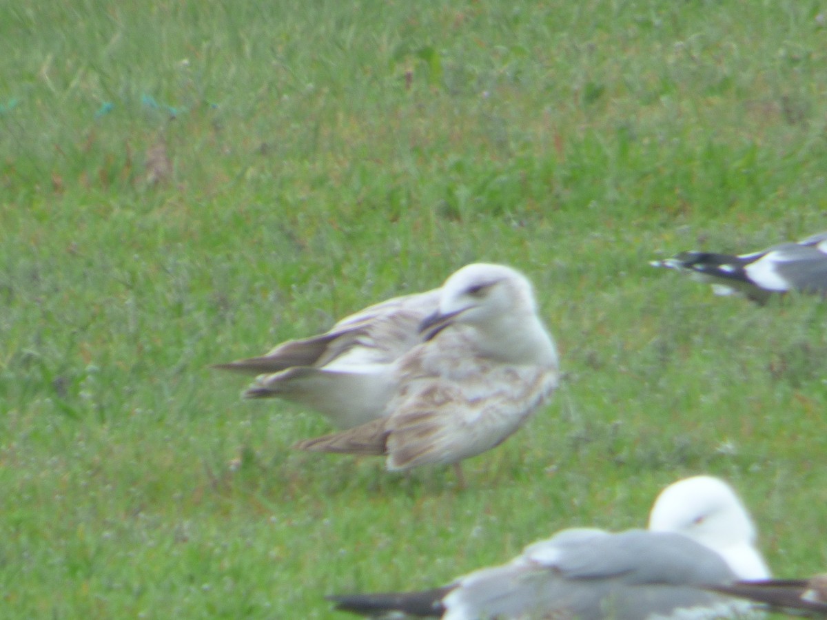 Goéland argenté - ML89102801