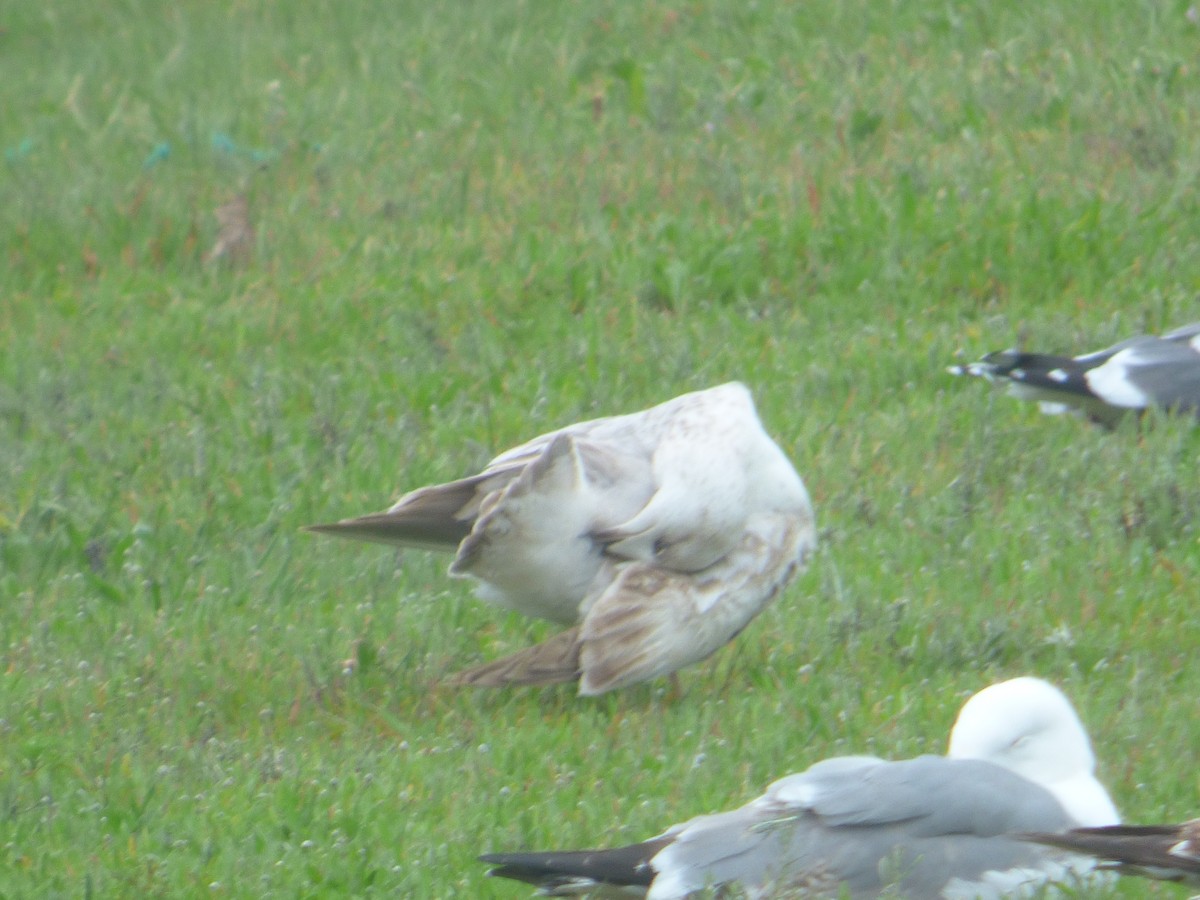 Herring Gull - ML89102831