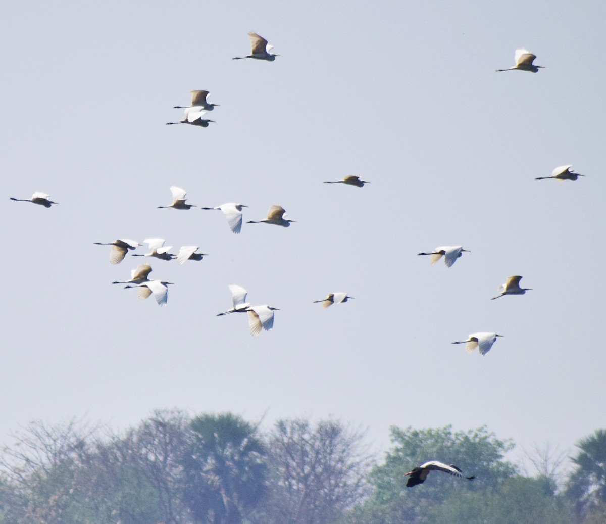 silkehegre - ML89103591