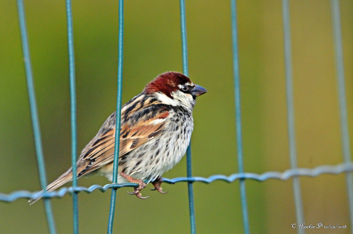 Spanish Sparrow - ML89103981