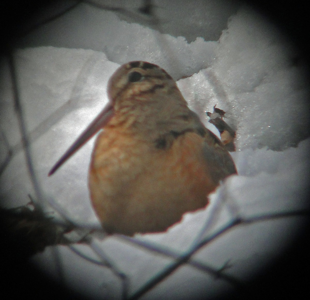 American Woodcock - ML89104271