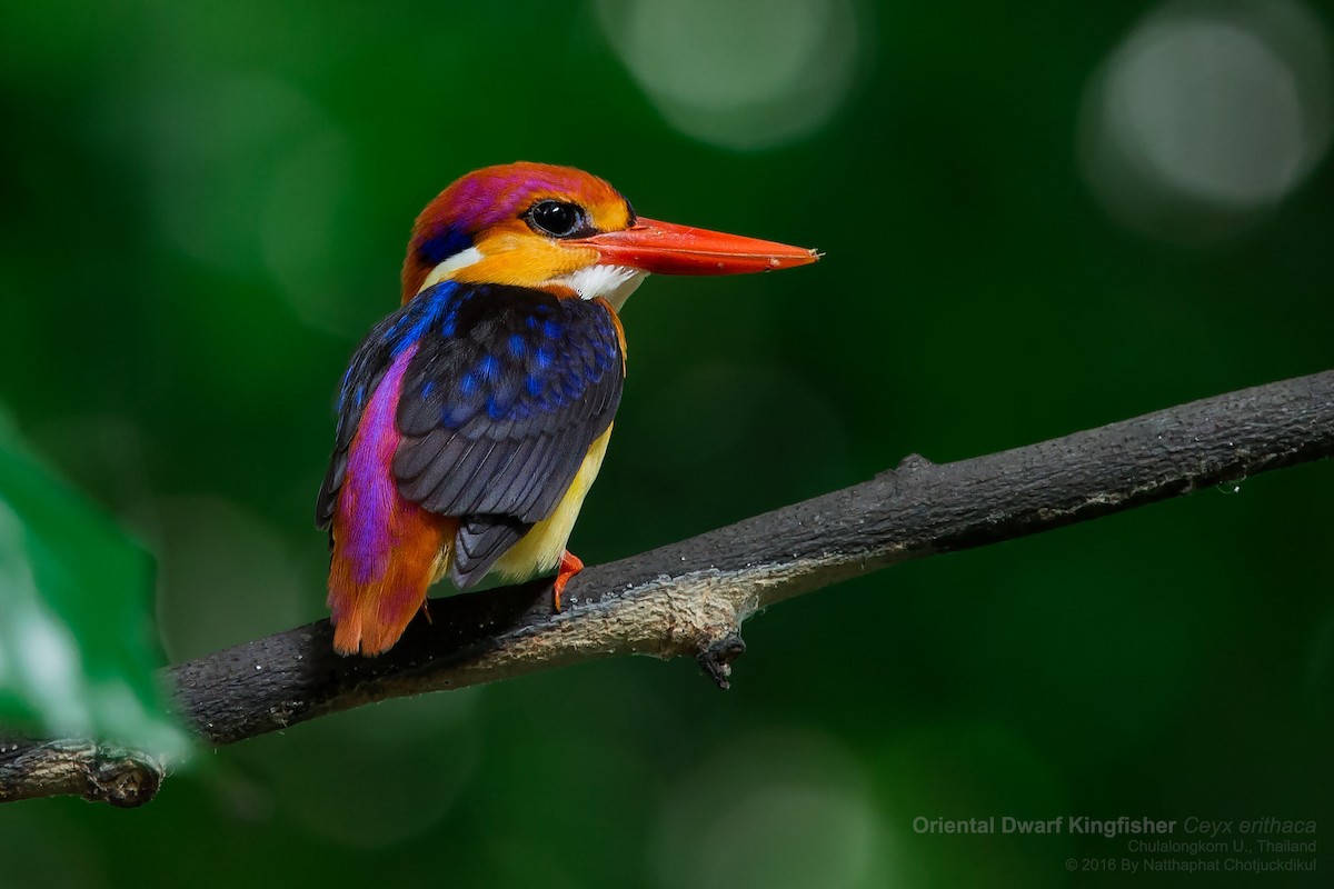 Black-backed Dwarf-Kingfisher - ML89105971