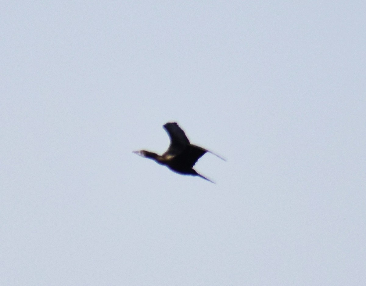 orientdvergskarv - ML89106071