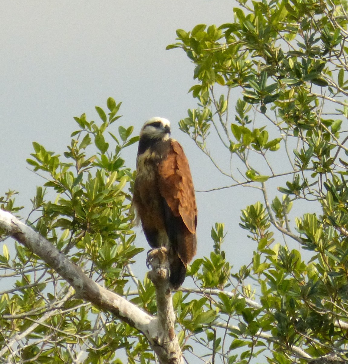 Black-collared Hawk - Terry Rosenmeier