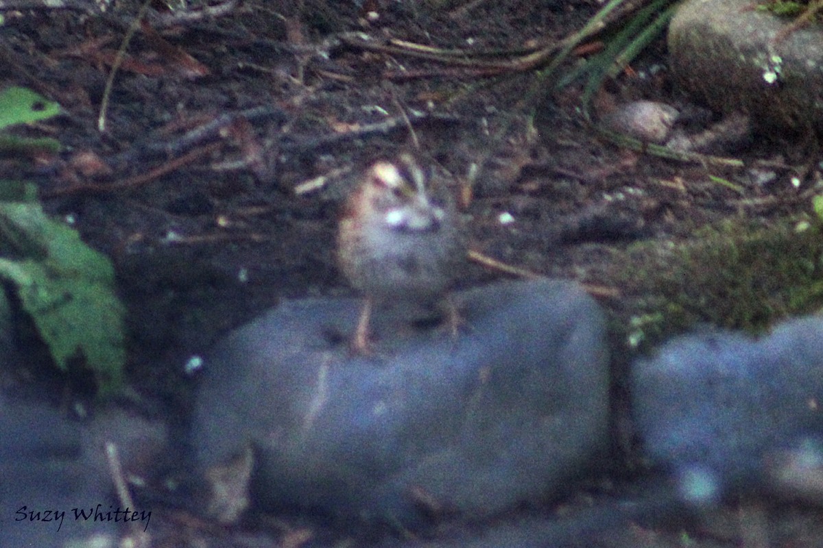 White-throated Sparrow - ML89107391