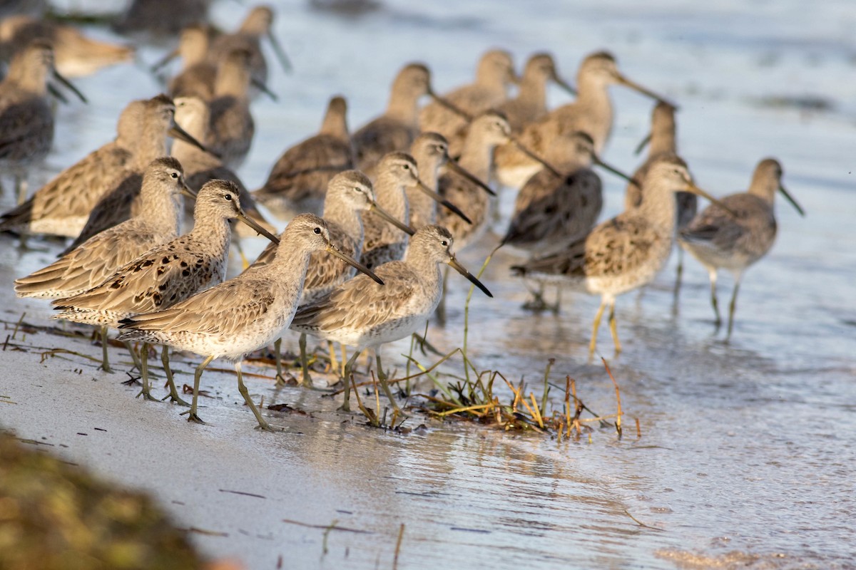 Short-billed Dowitcher - ML89108931