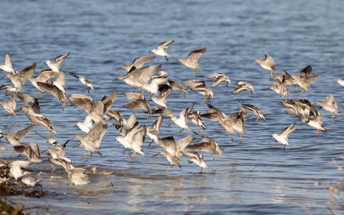 Short-billed Dowitcher - ML89108941