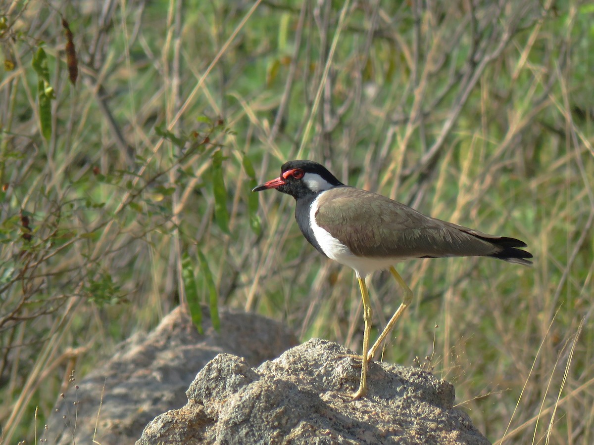 Red-wattled Lapwing - ML89109701