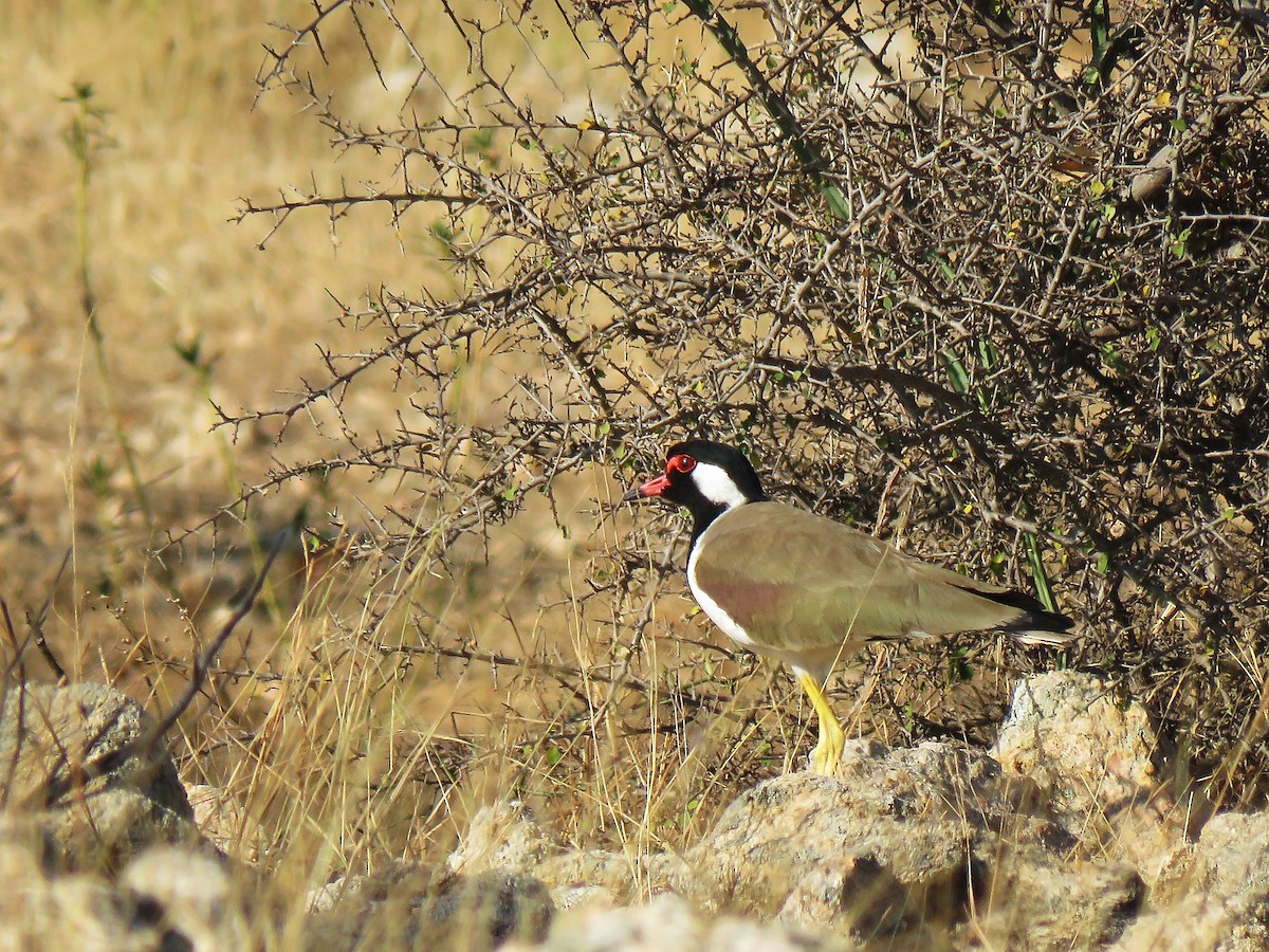 Red-wattled Lapwing - ML89109721