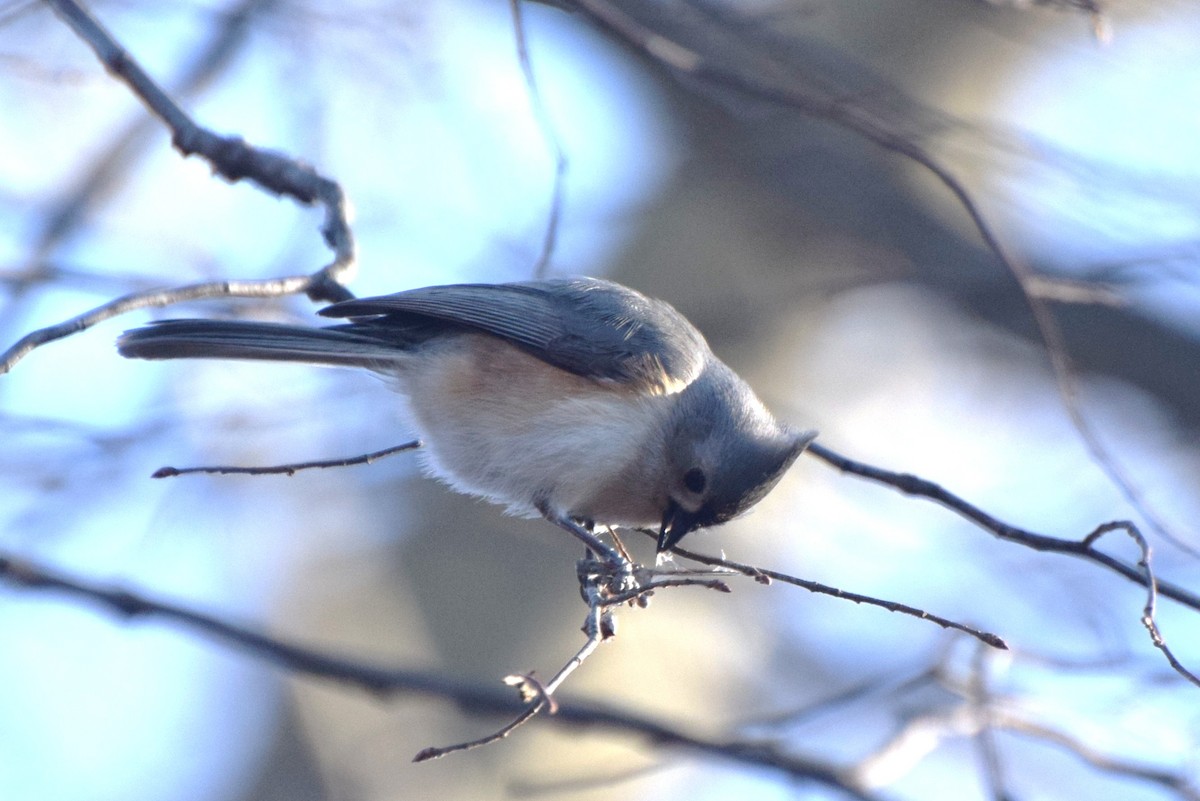 Tufted Titmouse - ML89110721