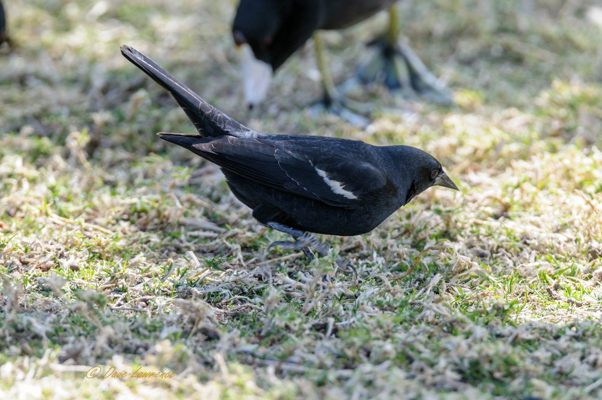 Tricolored Blackbird - ML89112311