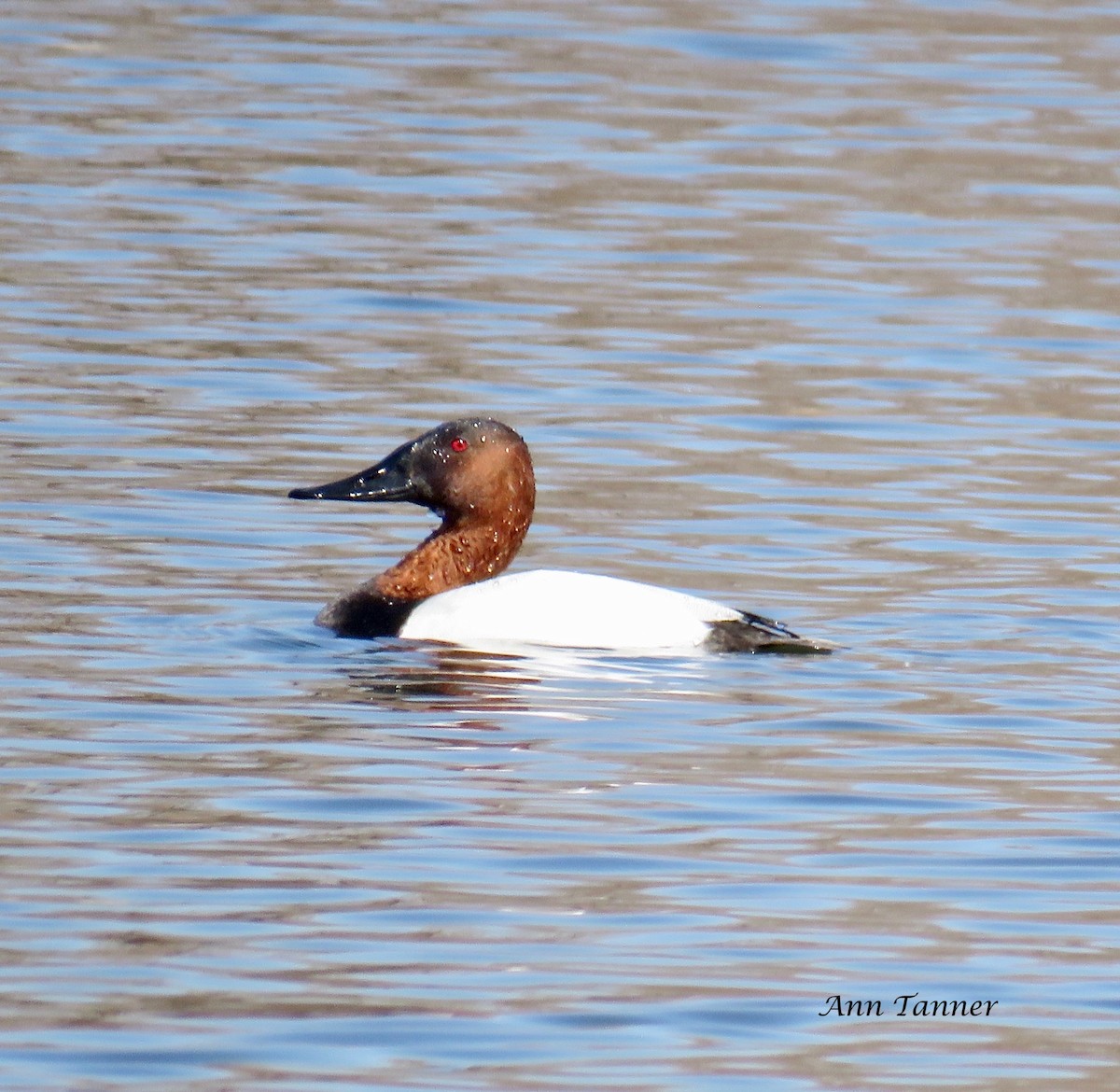 Canvasback - Ann Tanner