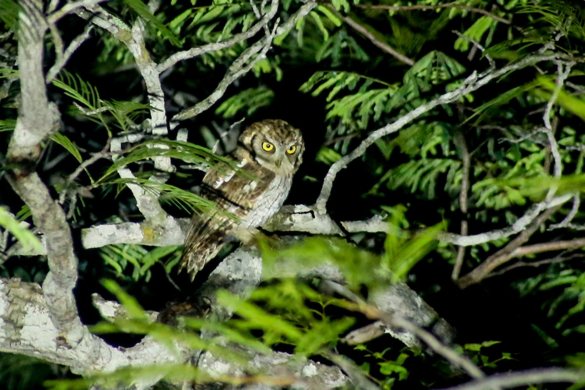 Tropical Screech-Owl - Alexander Galvão