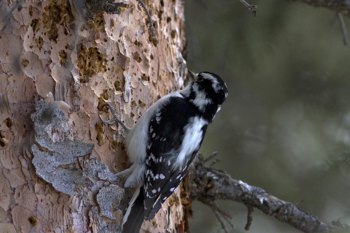 Downy Woodpecker (Rocky Mts.) - ML89117701
