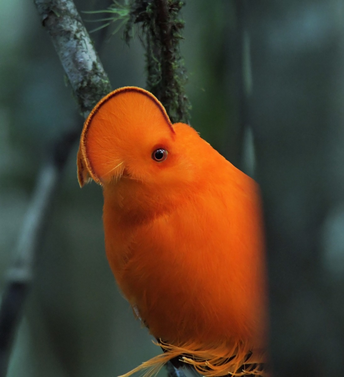 Guianan Cock-of-the-rock - ML89118001