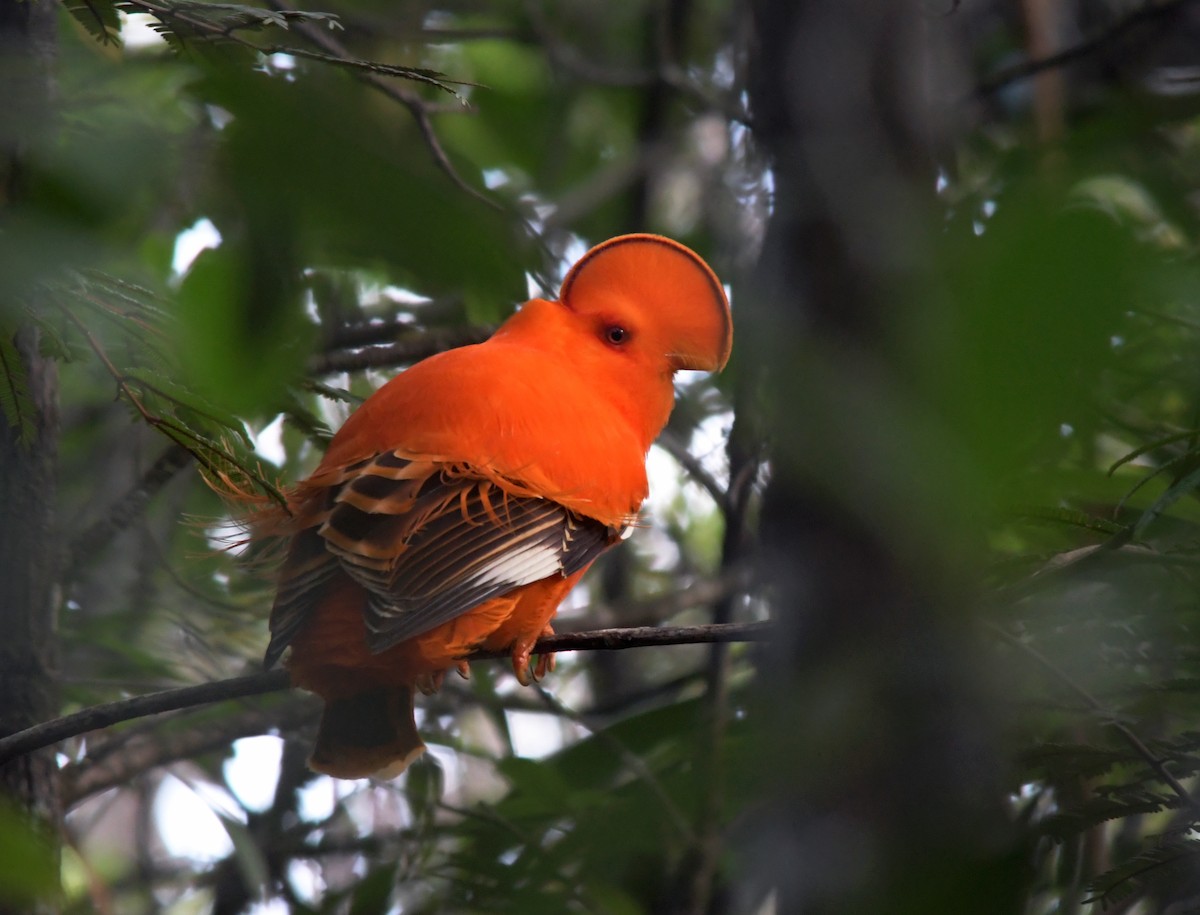 Guianan Cock-of-the-rock - ML89118421