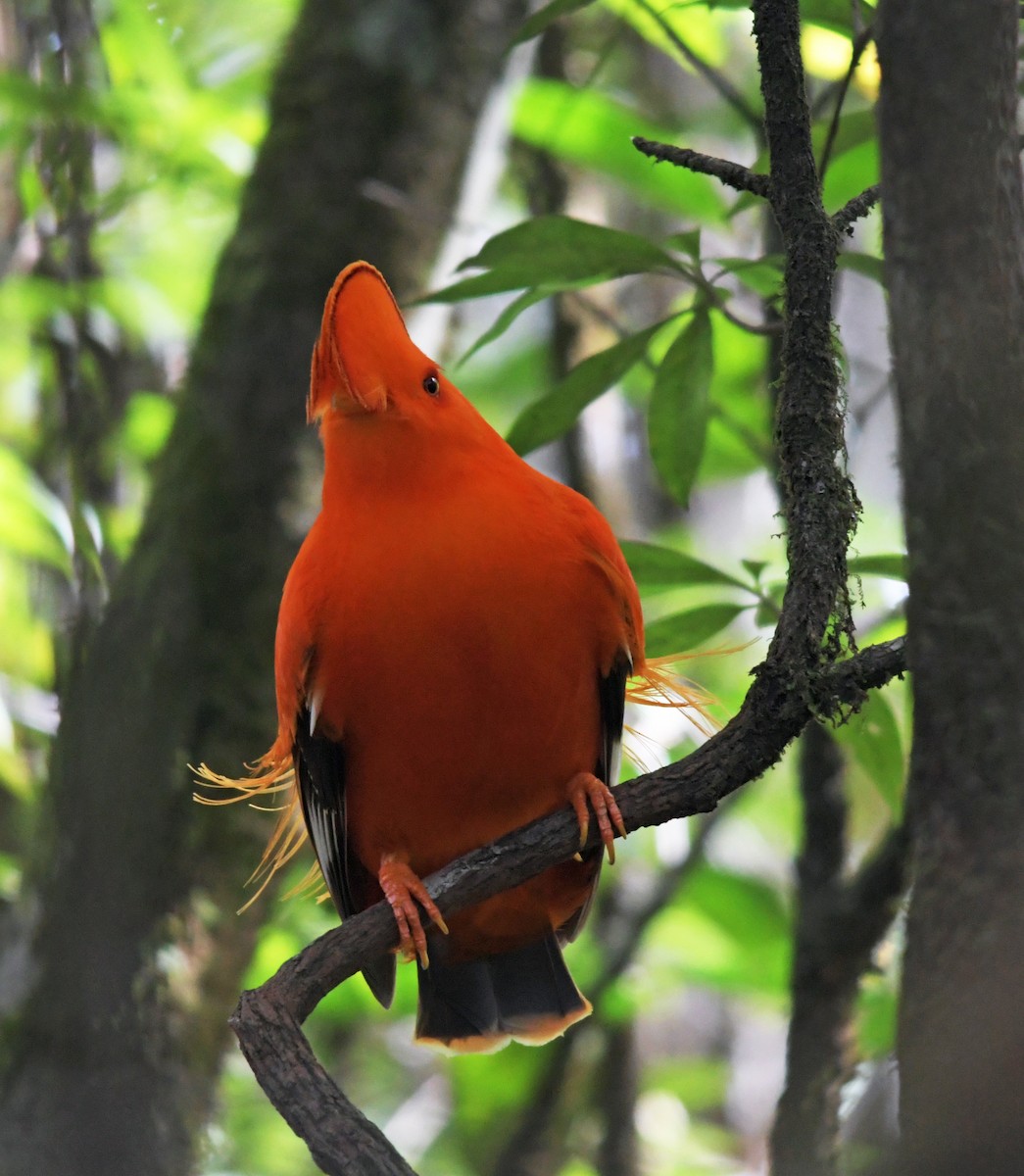 Guianan Cock-of-the-rock - ML89118571