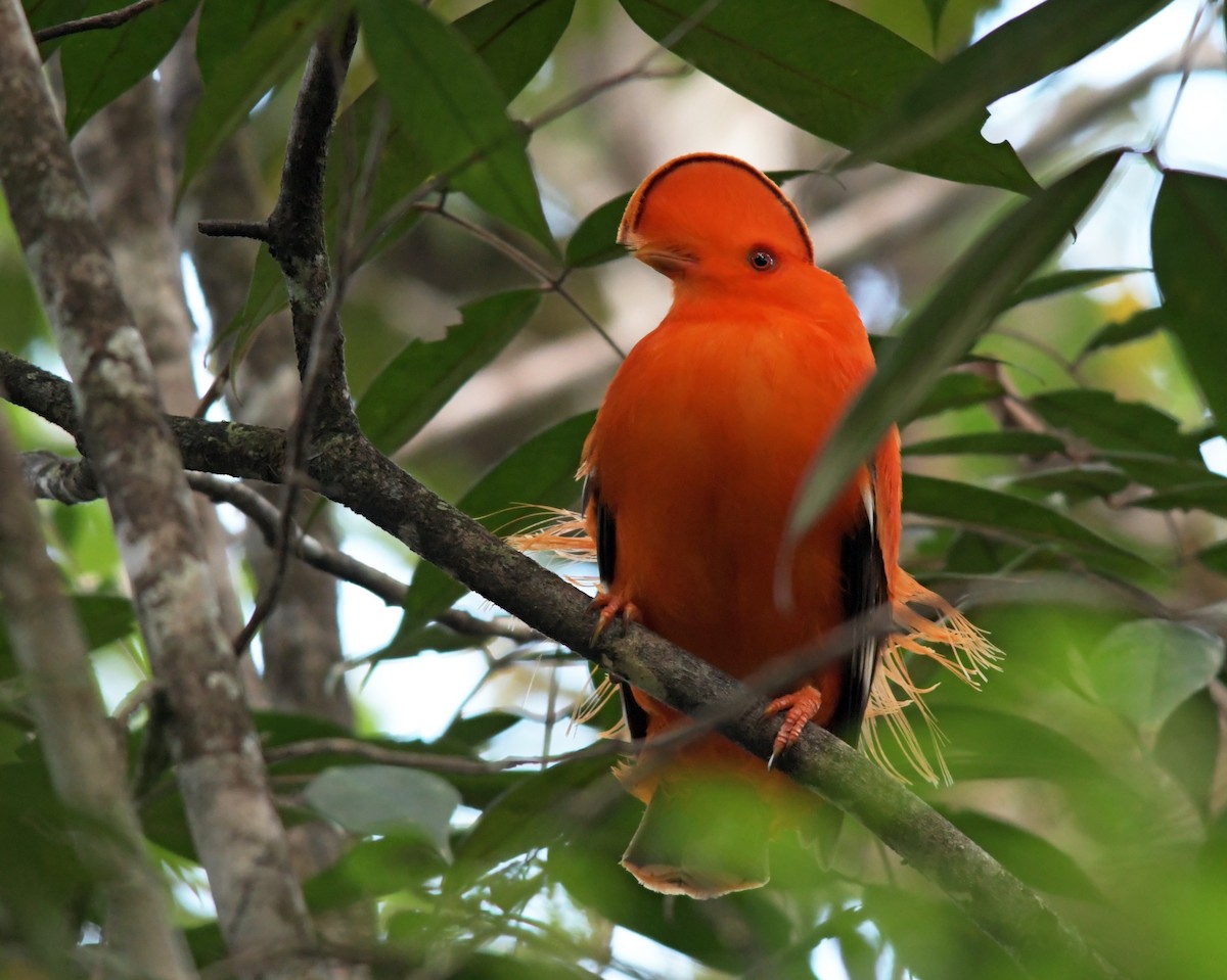 Guianan Cock-of-the-rock - ML89118621