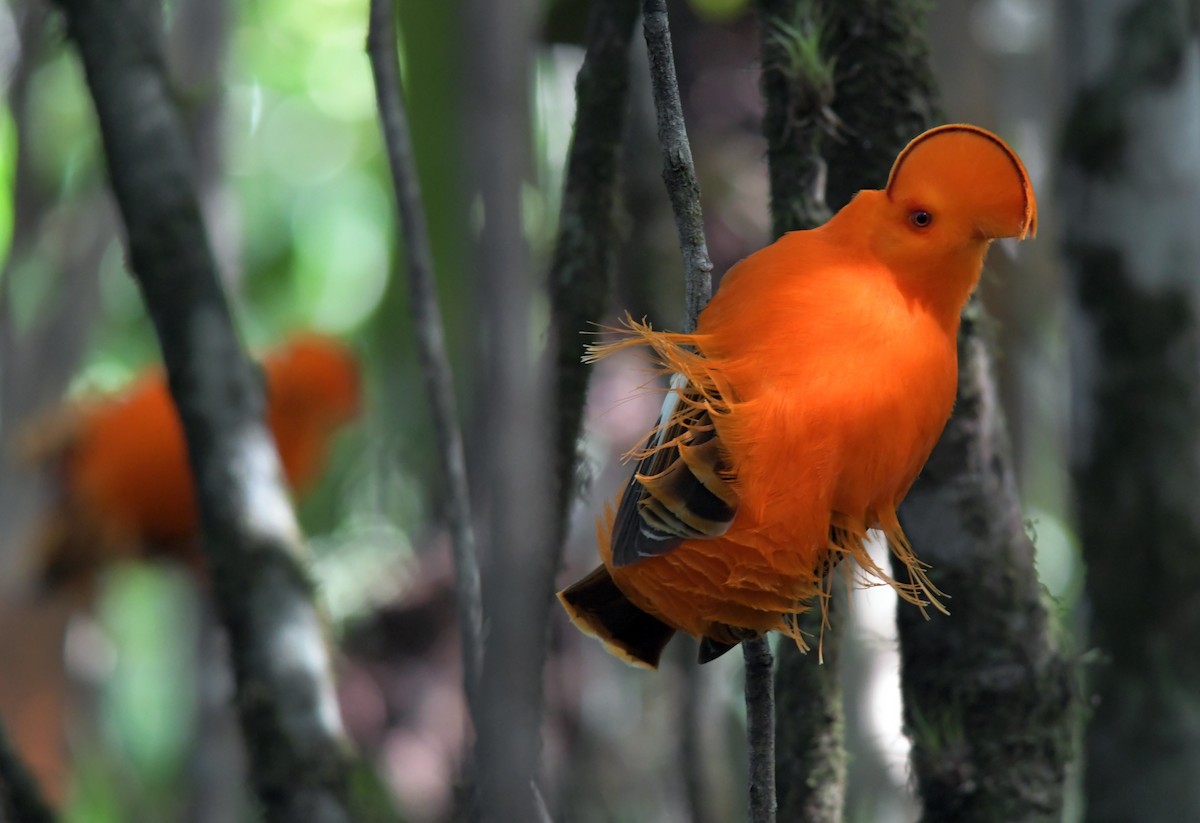 Guianan Cock-of-the-rock - Joshua Vandermeulen