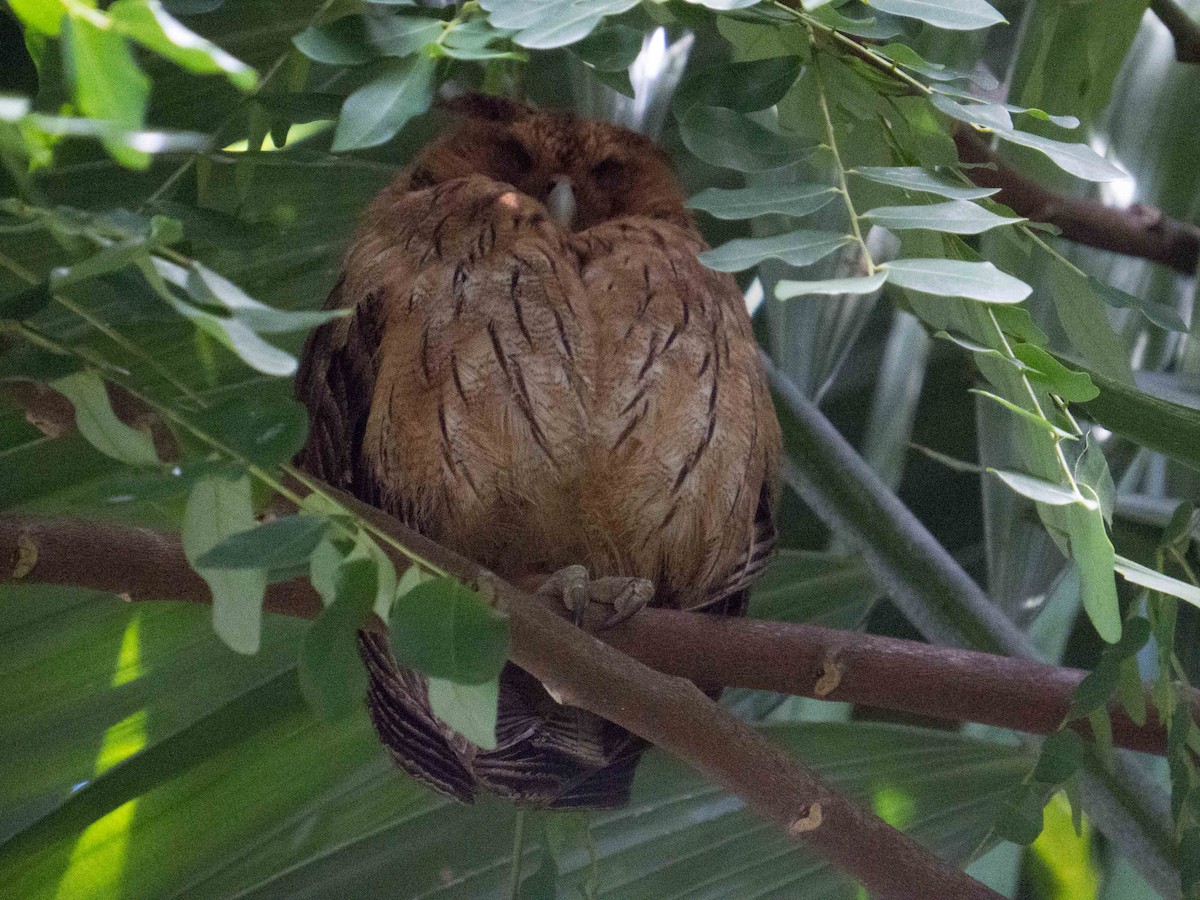 Jamaican Owl - Lisa Dellwo