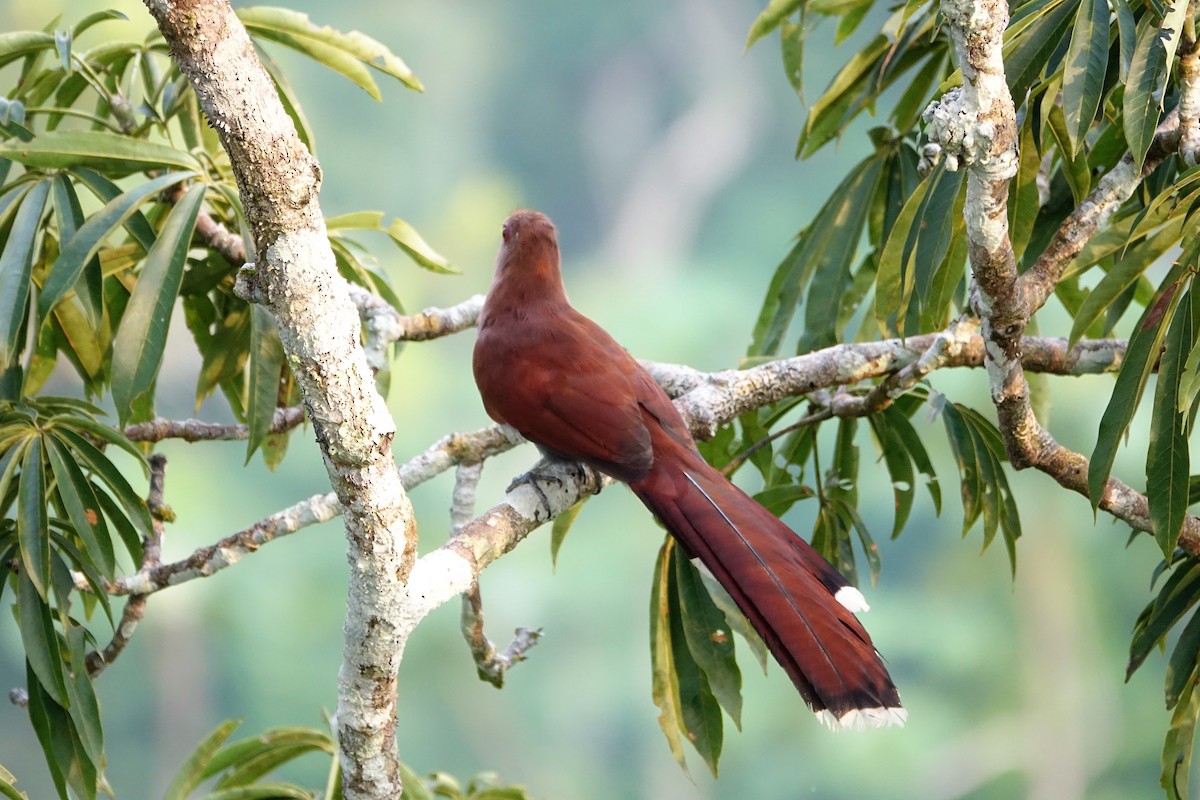 Cuco Ardilla Común (grupo cayana) - ML89121091